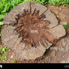 Leaves, twigs, and other debris forming detritus on a forest floor