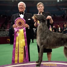 A pedigreed dog presented at a formal dog show.
