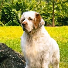 A Clumber Spaniel with a lemon-and-white coat