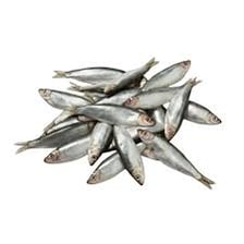 European sprat, a small silvery oily fish
