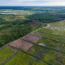 An aerial view of forest being cleared beside newly created farmland.