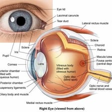 An anatomical diagram showing the aqueous humour between the cornea and lens.