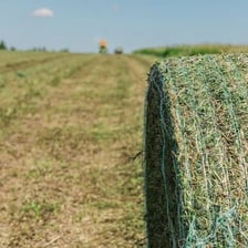 Stored silage being used as fodder on a farm