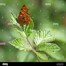 Comma butterfly showing the pale comma-shaped mark on its underside