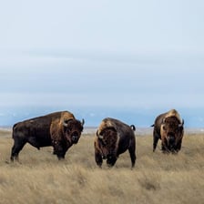 A large American bison standing on open prairie.