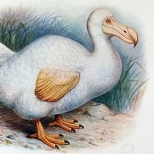 A historical illustration reconstructing the extinct dodo bird