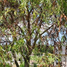 A weeping willow with long drooping branches