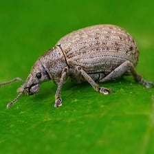 A close-up view of a small weevil beetle