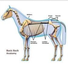 A horse viewed from the side with the withers at the base of its neck indicated.