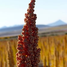 A quinoa plant with clusters of seeds.