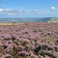 A broad open stretch of moorland covered with heather