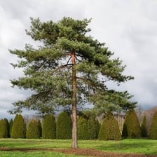 A Scots pine tree, Pinus sylvestris.