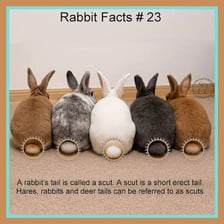 A rabbit showing its short tail
