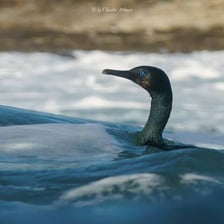 A cormorant perched near the sea