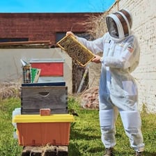 A beekeeper in protective clothing inspecting a beehive.