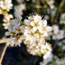 White hawthorn blossoms flowering on a mayflower tree in spring