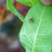 A caterpillar representing the larval stage of an insect