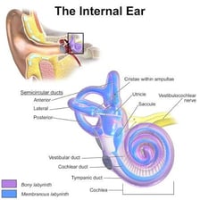 A simple illustration representing an inner ear, an inner tube, and an inner city