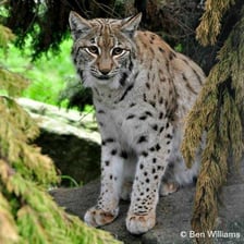 A Eurasian lynx standing in a natural setting