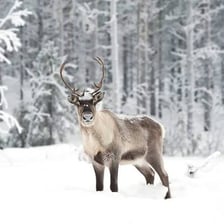 A caribou standing in a tundra landscape with prominent antlers