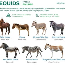 A donkey, an equine relative of the horse