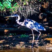 A heron wading through shallow water.