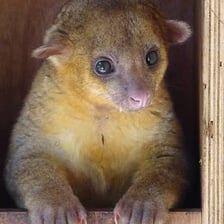 A kinkajou climbing or resting in a tree