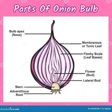 A cut-open onion showing its inner layers and central core