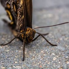 A butterfly shown in the midst of rapid wing movement.