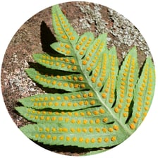 A fern with green fronds, a spore-producing plant.