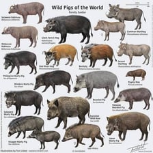 A male wild boar beside a hedgehog, illustrating the two meanings of boar.