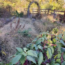 Weeds spreading thickly and unchecked through a garden.