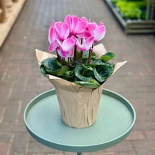 A potted cyclamen with pink flowers and heart-shaped leaves.