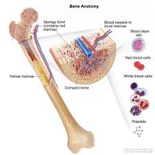 An educational illustration showing marrow inside a bone.