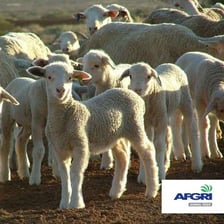 A flock of ewes grazing in a pasture.
