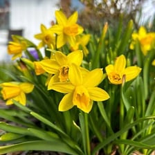 A yellow daffodil flowering in spring