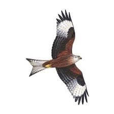 A red kite bird shown alongside a toy kite flying on a string