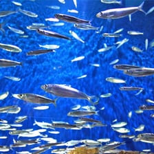 A sardine or European pilchard swimming in a shoal.