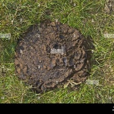 A cowpat lying in a grassy field.