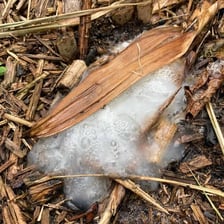 A gooey adhesive substance shown beside a small twig