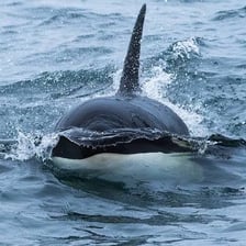 An orca surfacing in the ocean