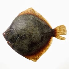 A whole turbot, a large flatfish