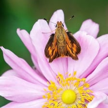 A skipper butterfly resting on a flower.