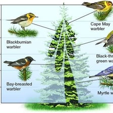 An animal shown in the habitat that suits its ecological role.