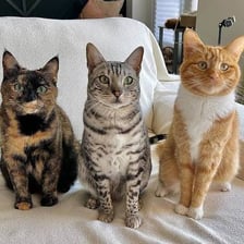 A domestic mixed-breed cat looking toward the camera