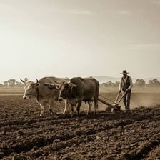 A farmer working in an agricultural field.