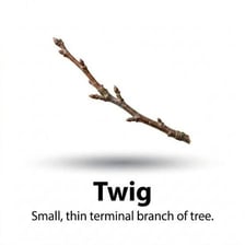 A thin woody twig growing from a tree branch