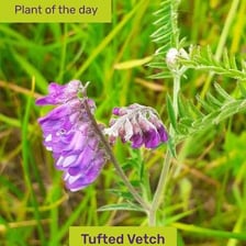 A vetch plant with slender stems and pea-like flowers growing as a forage crop.