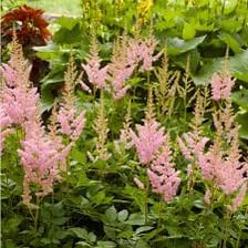 An astilbe plant with feathery pink flower plumes and divided foliage.