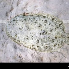 A flat sole fish resting on the seabed